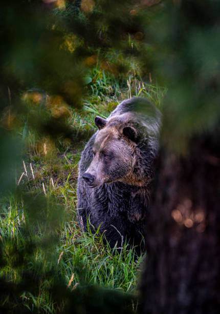 istock Grizzly Bear in the wild 2123575769