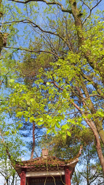 Persimmon tree budding in spring