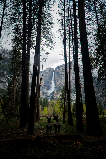 Two deer look out towards Yosemite Falls from deep within the surrounding woodland