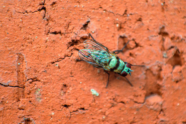 A captivating macro photo revealing intricate details of a fly on the wall, showcasing the textures and characteristics of this common insect.