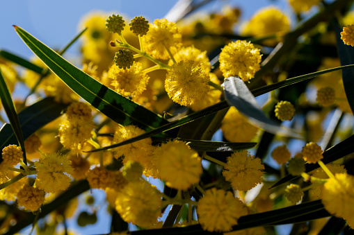 Yellow flowers of acacia saligna Golden Wreath Wattle tree