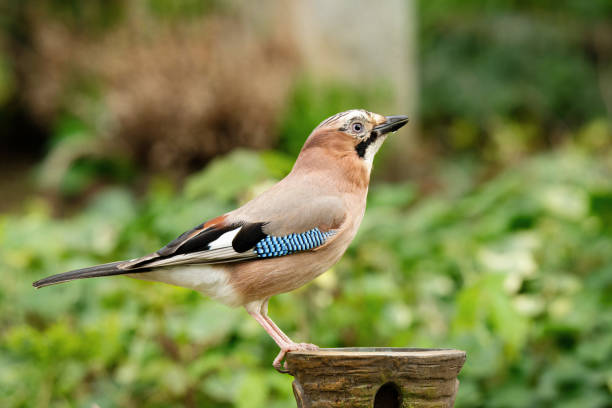 profile view of a jay on a vase in a cemetery
