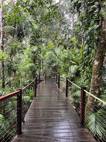Der Weg in den Regenwald