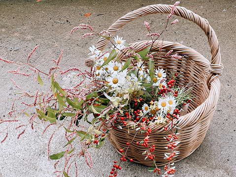 High angle closeup photo of a bunch of wild harvested white daisies, Queen Anne’s Lace, pink Persicaria/Water Pepper and Cotoneaster leaf sprigs with red berries, in a woven rustic basket on a faded cement path.