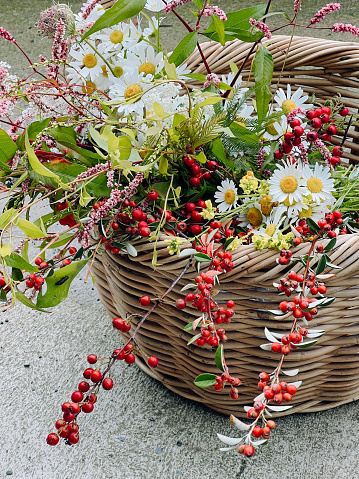 Closeup photo of a bunch of wild harvested white daisies, Queen Anne’s Lace, pink Persicaria/Water Pepper and Cotoneaster leaf sprigs with red berries, in a woven rustic basket on a faded cement path.