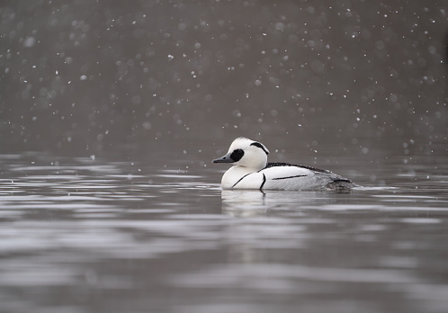 A female Long-tailed Duck rests on a jetty rock in the winter in soft overcast light.