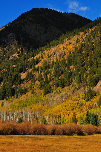 Early autumn foliage colors on the mountains around the Ashcroft Ghost Town, Castle Creek Valley, Aspen, Colorado, USA.