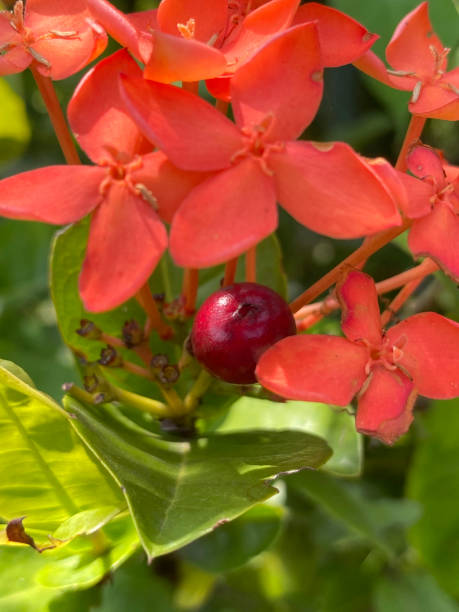istock ixora fruit and red flower in nature garden 2123729080