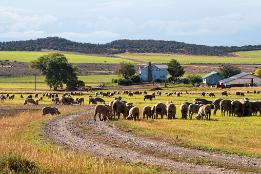 Sheep at a farm in Colorado, USA