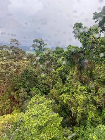Über den Regenwald