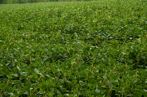 A soybean field in the summer