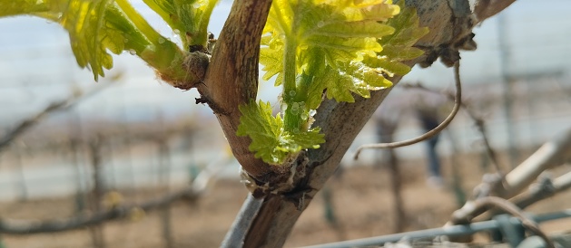 small family vineyard in Provence, France