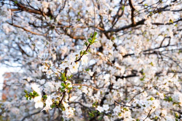 Beautiful Pink Flowers of Prunus triloba, Blossom, pink flowers. Prunus triloba, sometimes called flowering plum or flowering almond, a name shared with Prunus jacquemontii, is a shrubby cherry