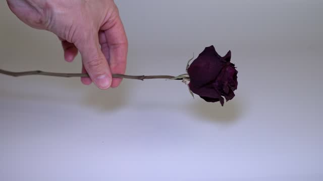 Man holding withered rose on white background - symbol of lost emotions and faded love