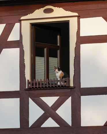 A tricolor cat sits in the window. White house, brown shutters. Germany.