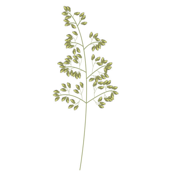 istock Set of wild field grass tops. Detailed vector illustration on white background. 2123828215