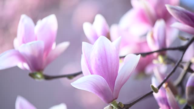 Video of Pink Lily Magnolia Flowers on a Windy Spring Day