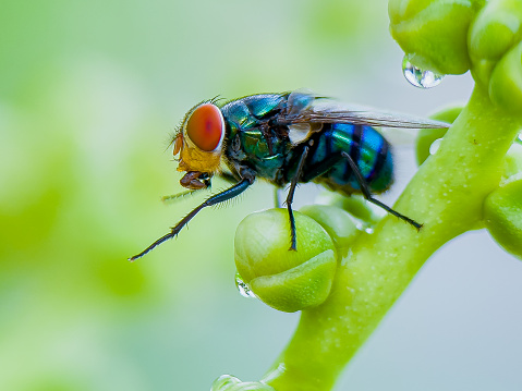 Chrysomya megacephala, better known as the oriental latrine fly or oriental blue fly, is a member of the Calliphoridae family. It is a warm weather fly with a turquoise metallic box-like body. Flies infest corpses immediately after death, making them important to forensic science.