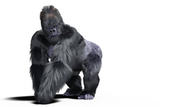 Black silver gorilla 3d illustration isolated on white with a cliping path.