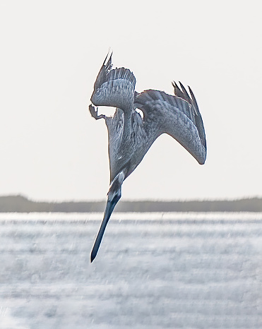 The brown pelican (Pelecanus occidentalis) is a bird of the pelican family,   Pelecanus occidentalis californicus. Diving for a fish. Flying.