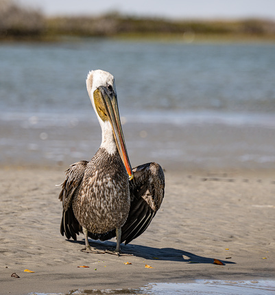The brown pelican (Pelecanus occidentalis) is a bird of the pelican family,   Pelecanus occidentalis californicus. standing on a beach.. San Ignacio Lagoon, Baja California Sur, Mexico.