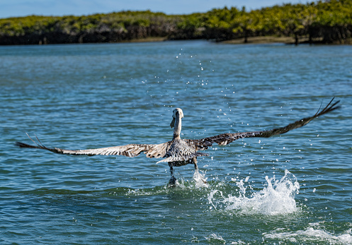 The brown pelican (Pelecanus occidentalis) is a bird of the pelican family,   Pelecanus occidentalis californicus. Taking off flying from the water.