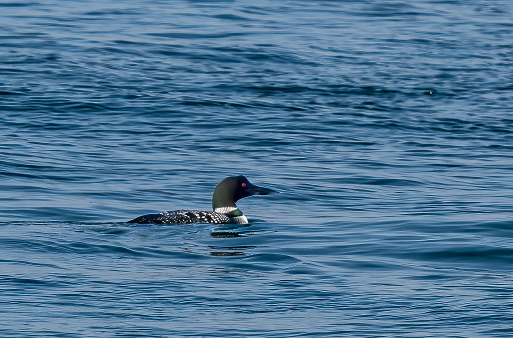 The common loon or great northern diver (Gavia immer) is a  member of the loon, or diver, family of birds. Breeding adults have a plumage of broad black head and neck with a greenish, purplish, or bluish sheen. .San Ignacio Lagoon, Baja California Sur, Mexico.