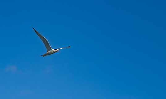 Forster's tern (Sterna forsteri) is a tern in the family Laridae.  San Ignacio Lagoon, Baja California Sur, Mexico.