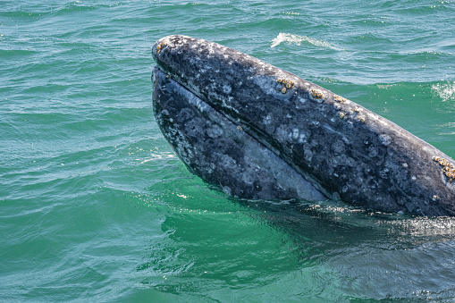 The gray whale, Eschrichtius robustus,  grey whale, gray back whale, Pacific gray whale, Korean gray whale, or California gray whale, is a baleen whale that migrates between feeding and breeding grounds yearly. San Ignacio Lagoon, Baja California Sur, Mexico. Young whale.