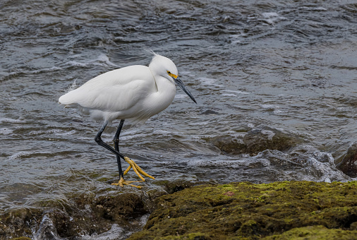 The snowy egret (Egretta thula) is a small white heron.  San Ignacio Lagoon, Baja California Sur, Mexico.. Standing at the edge of the water.