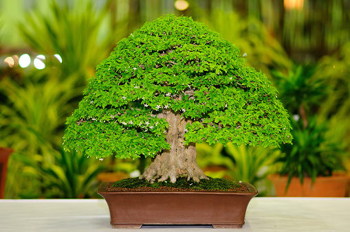 A Bonsai Tree in a Pot