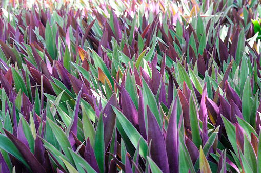 An Image of Long Green and Purple Leaves