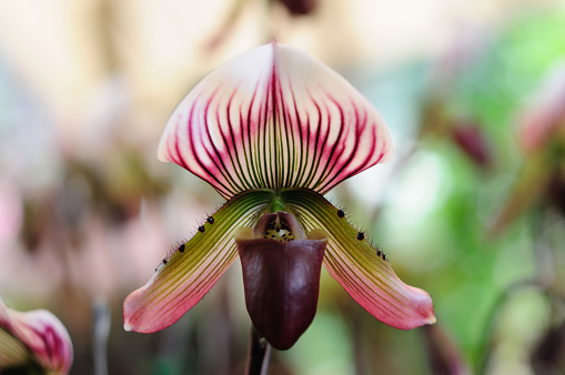 An Image of a Slipper Orchid (Paphiopedilum)