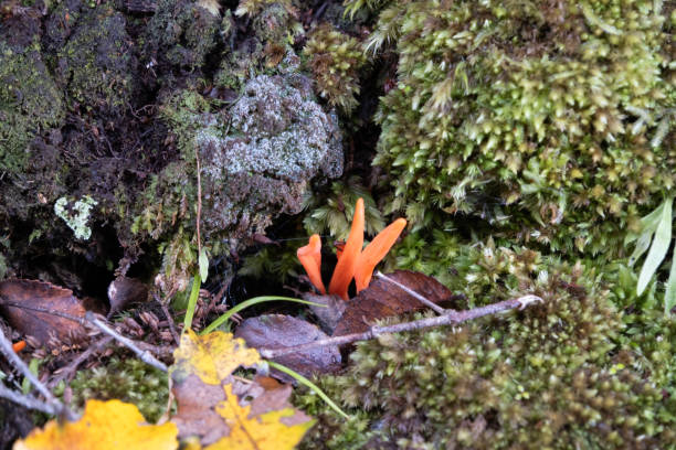 istock Orange colored mushrooms growing on field 2123986287