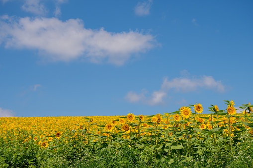Sunflower field in full bloom against the blue sky