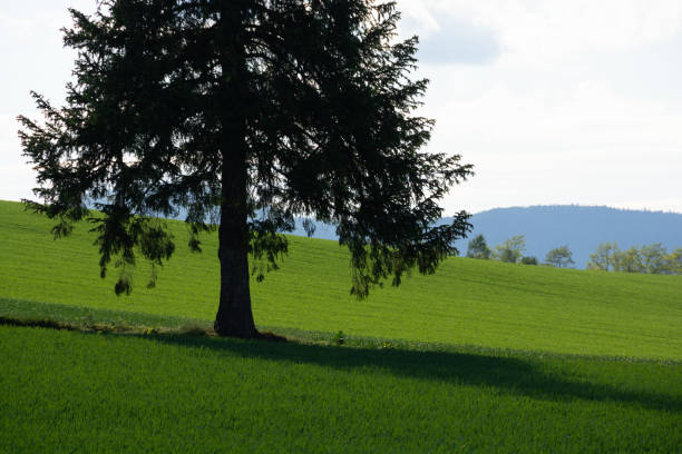 Great nature