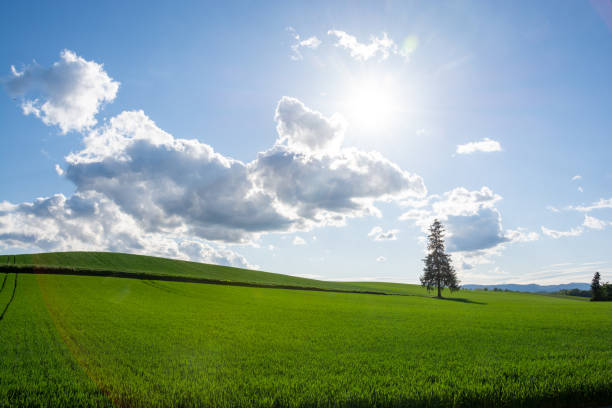 istock Summer green wheat field and blue sky 2124000127