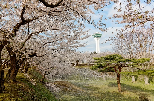 The location of the photo shoot and the scenery in the frame are both in a public space, which is freely accessible without the need to purchase tickets or apply in advance. It is not a place where photography requires prior permission or application.\nScenery of Sakura trees in full bloom with an observation tower in background in Goryōkaku 五稜郭 Park, which is a famous spot for Hanami (cherry blossom viewing) in spring, in Hakodate, Hokkaido, Japan