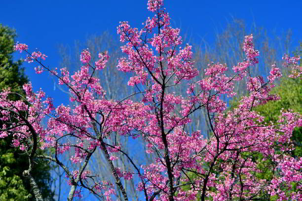 Cerasus campanulata, also called Prunus campanulata, is a species of cherry, native to Japan, Taiwan, Vietnam and southern/eastern China. It is one of many cherry trees which typically bloom in early spring, showcasing vibrant and radiant colors. The blossoms are abundant and dazzling during the blooming period, creating spectacular display.
