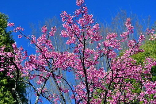 Cerasus campanulata, also called Prunus campanulata, is a species of cherry, native to Japan, Taiwan, Vietnam and southern/eastern China. It is one of many cherry trees which typically bloom in early spring, showcasing vibrant and radiant colors. The blossoms are abundant and dazzling during the blooming period, creating spectacular display.