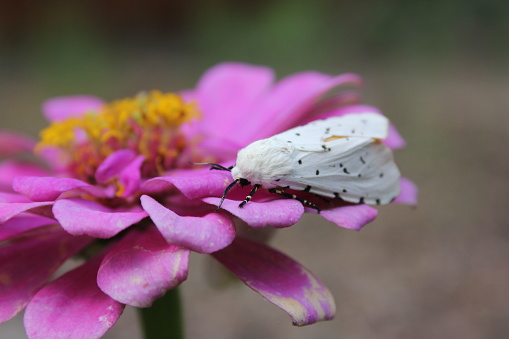 Salt Marsh Moth on Pink Zinnia Flower. Estigmene acrea Rural East TX