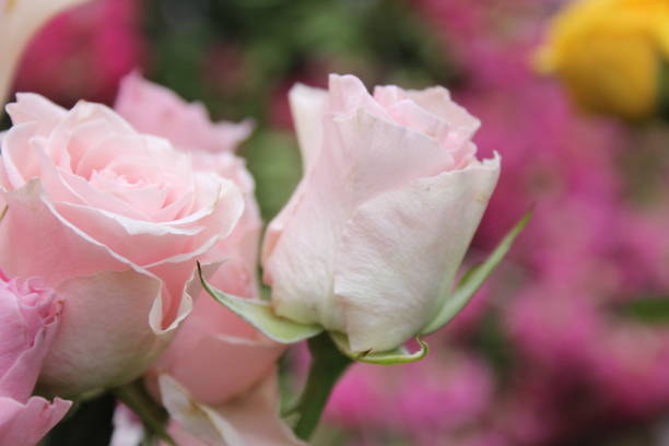 Pink Rose Bouquet Close up Outdoors at Wedding