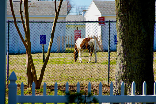 Chincoteague Island, Virginia, USA - March 21, 2024: A wild Chincoteague Pony grazes behind a fence within the Chincoteague Carnival Grounds on a sunny Spring day.