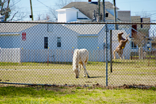 Chincoteague Island, Virginia, USA - March 21, 2024: A wild Chincoteague Pony grazes behind a fence within the Chincoteague Carnival Grounds where a statue of a Chincoteague Pony is seeing rearing up in the background.
