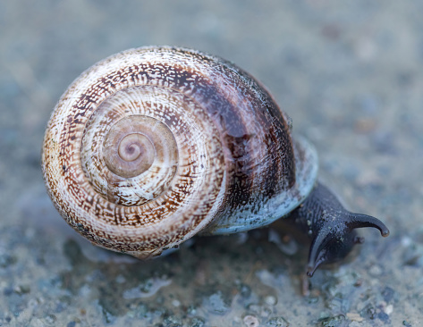 The texture of a spiral seashell. Snail shell background
