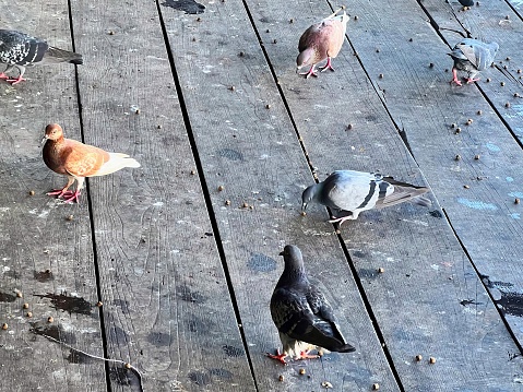 a photography of a group of pigeons standing on a wooden deck.