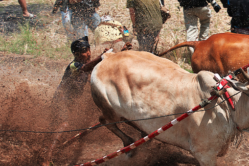 Padang, Indonesia - 30 Jul 2016. Festival Pacu Jawi (The bull racing) in the village close Padang, Indonesia