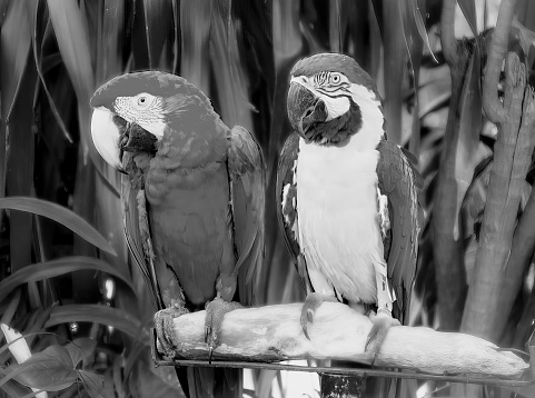 a photography of two parrots sitting on a branch in a tropical setting.