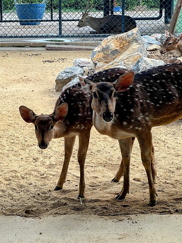 a photography of two deers standing in a dirt area next to a fence.