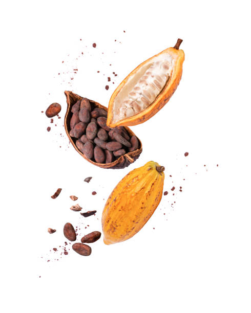 istock Cocoa fruit, cacao beans with cocoa nibs and chocolate powder flying 2124102547